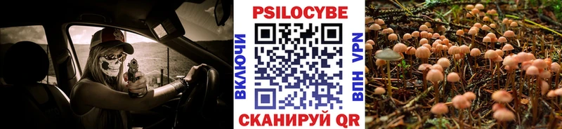 Купить где Каргат Галлюциногенные грибы Cubensis